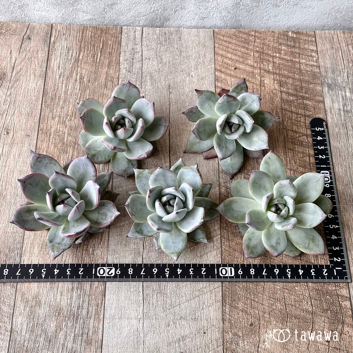 New Arrivals: Ice Green