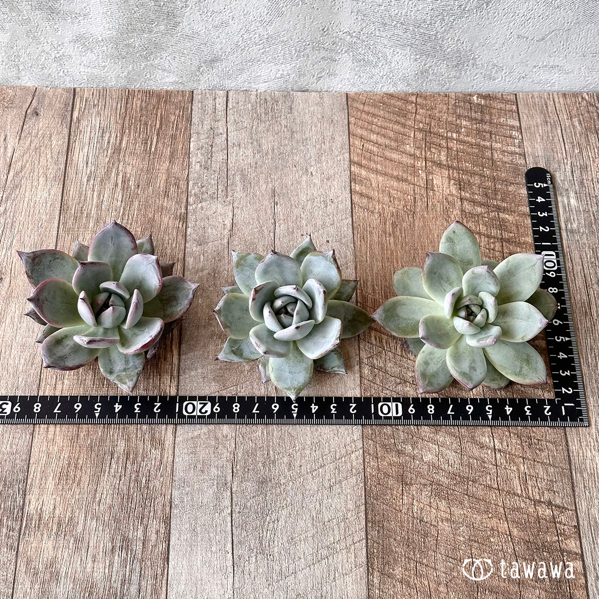 New Arrivals: Ice Green