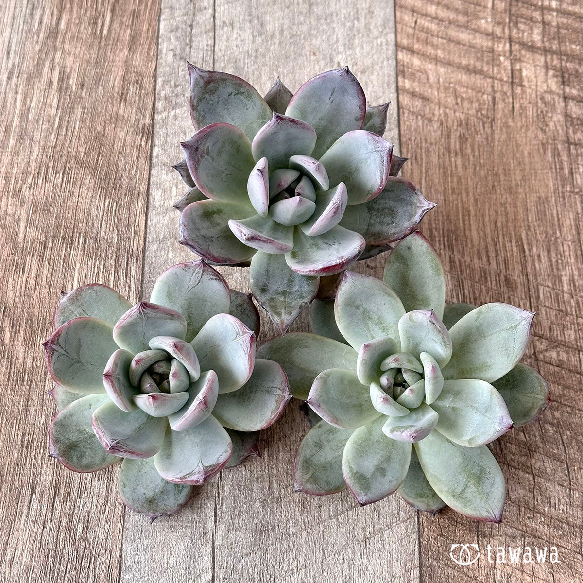 New Arrivals: Ice Green
