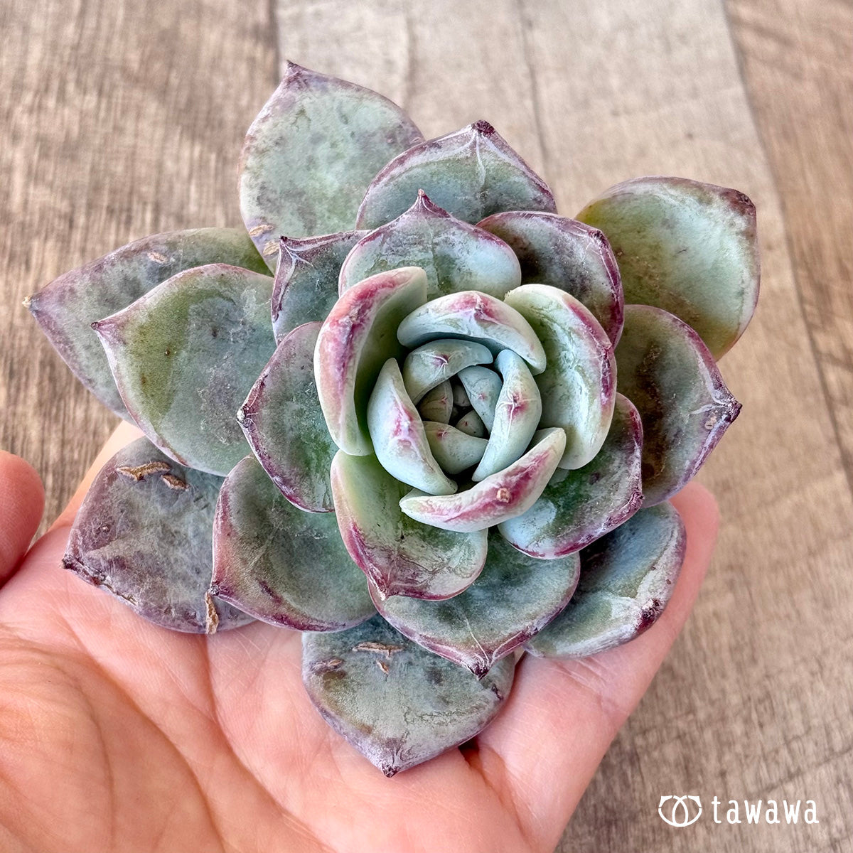 New Arrivals: Ice Green