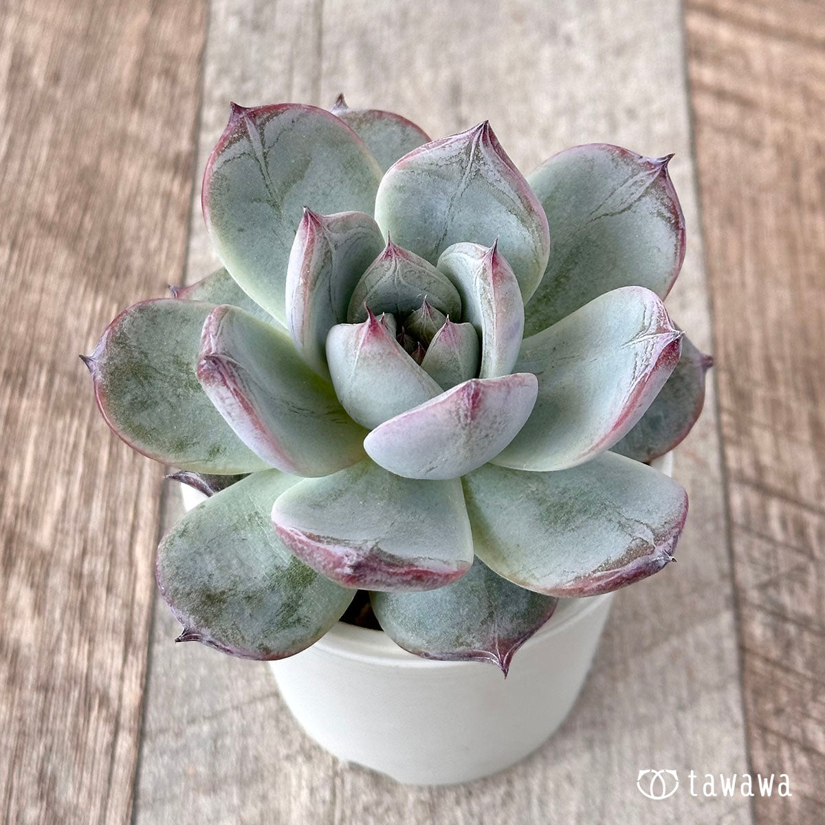 New Arrivals: Ice Green