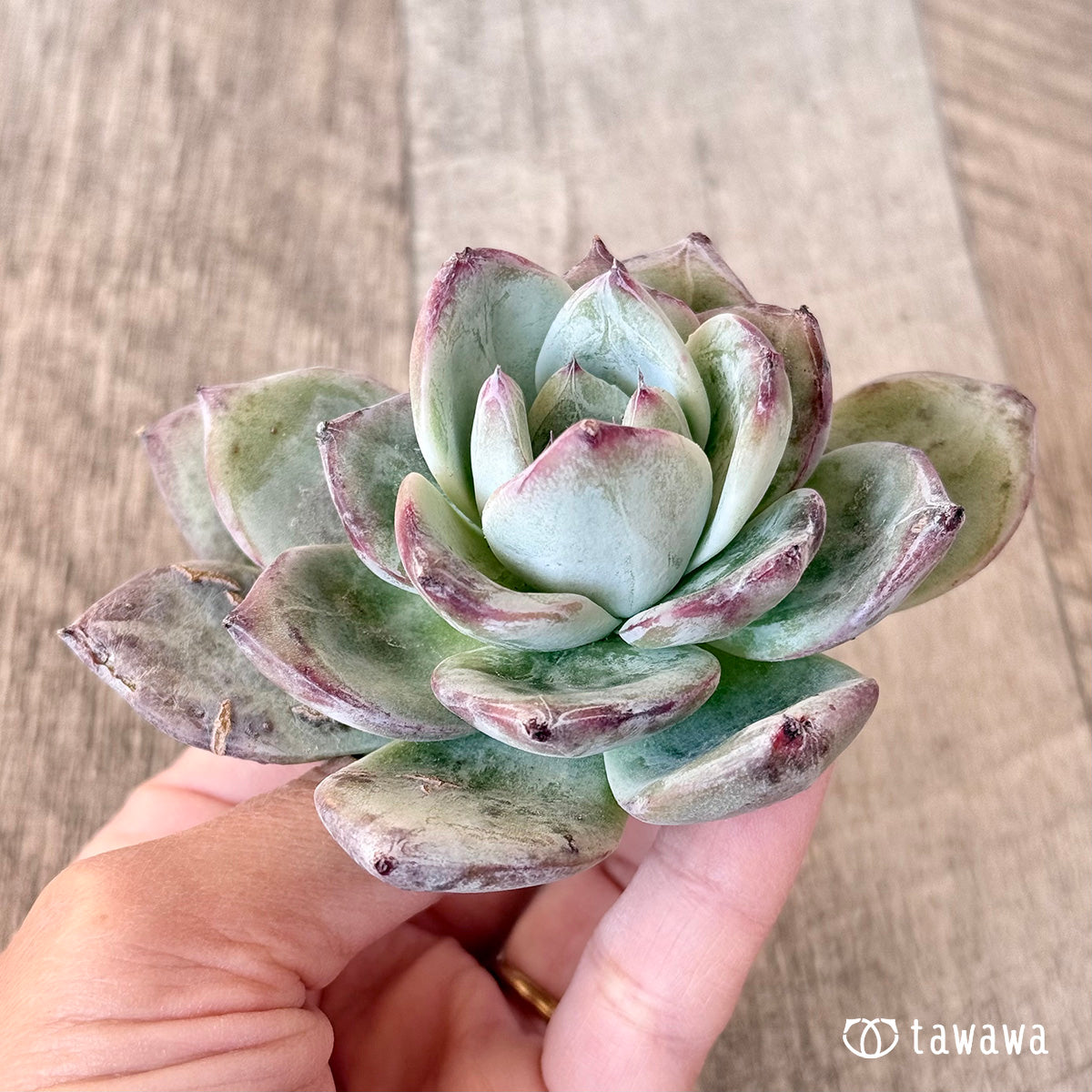 New Arrivals: Ice Green