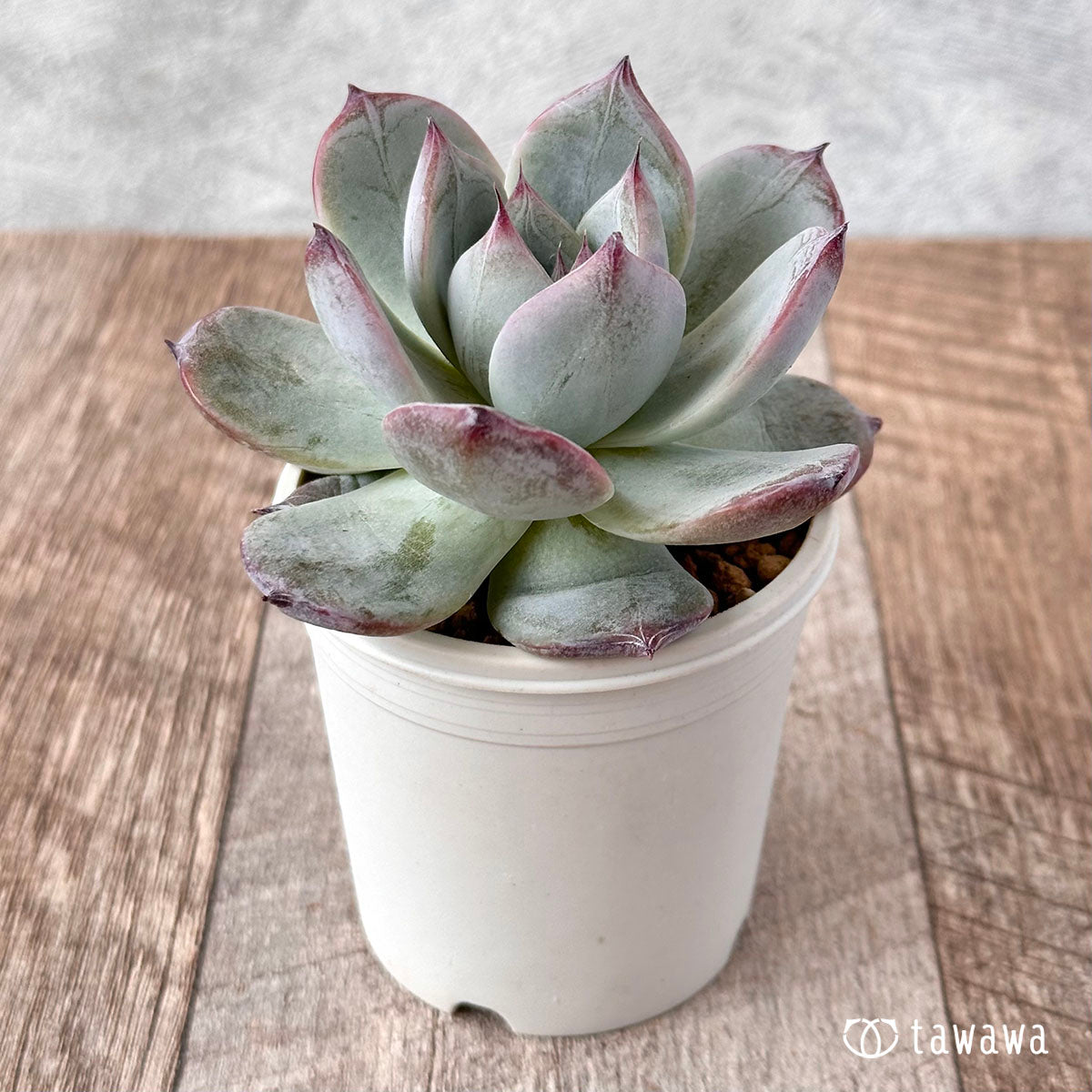New Arrivals: Ice Green