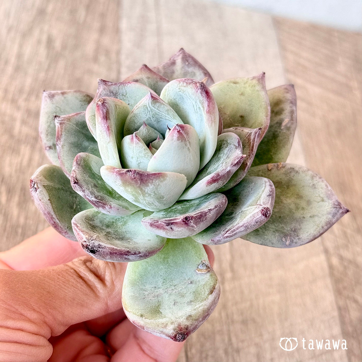 New Arrivals: Ice Green