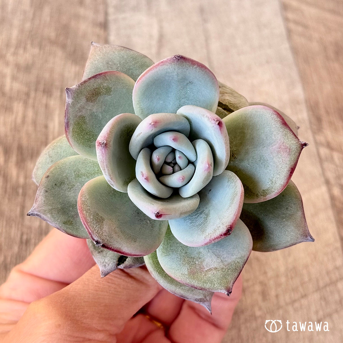 New Arrivals: Ice Green