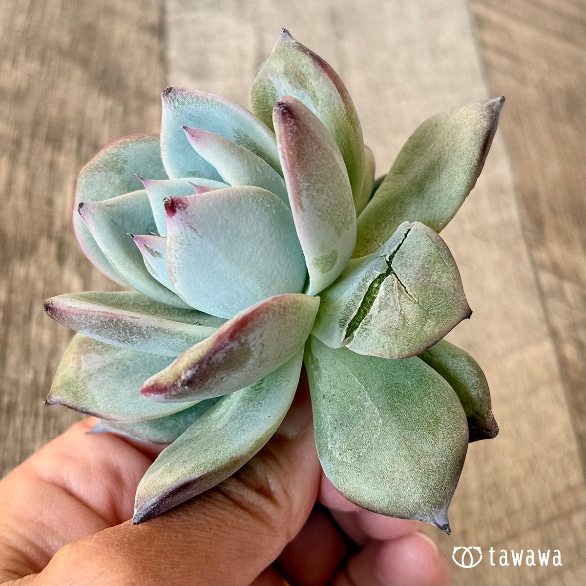 New Arrivals: Ice Green