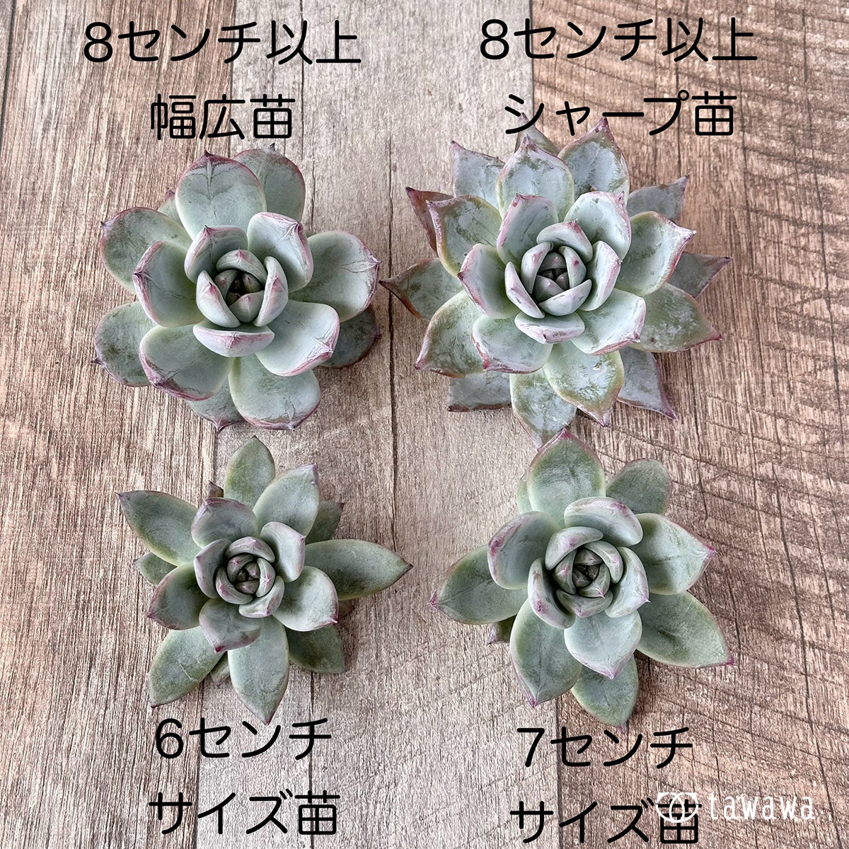 ブラックサバス【8センチ・幅広タイプ】(エアーマジック農園苗)