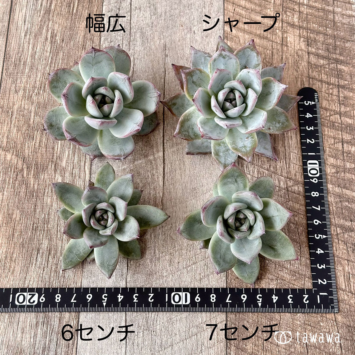 ブラックサバス【8センチ・幅広タイプ】(エアーマジック農園苗)
