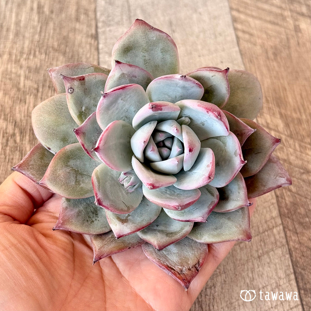 New Arrivals: Ice Green