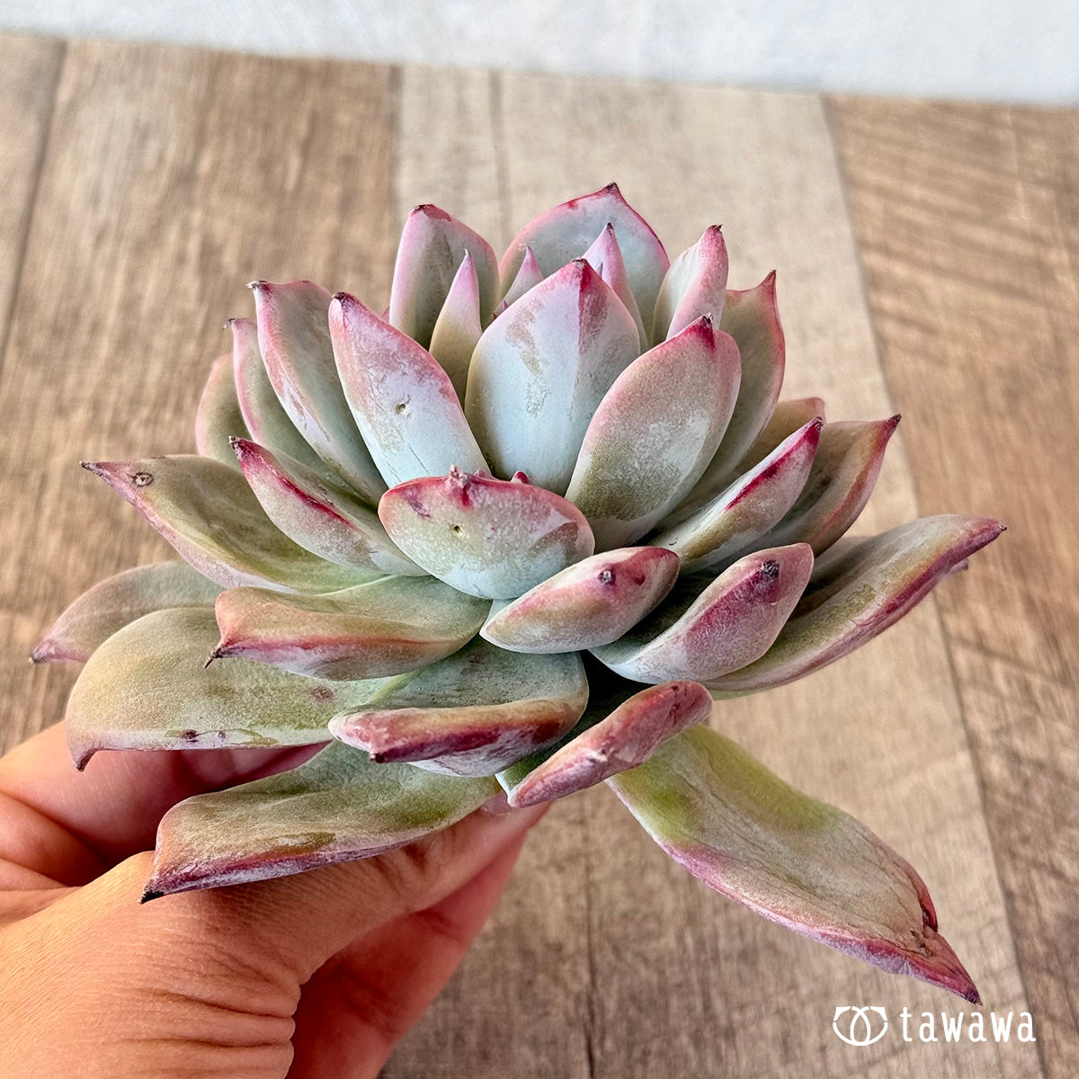 New Arrivals: Ice Green
