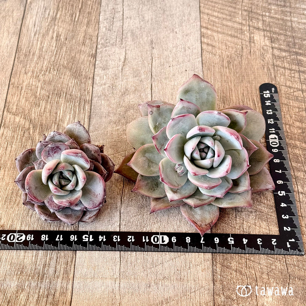 New Arrivals: Ice Green