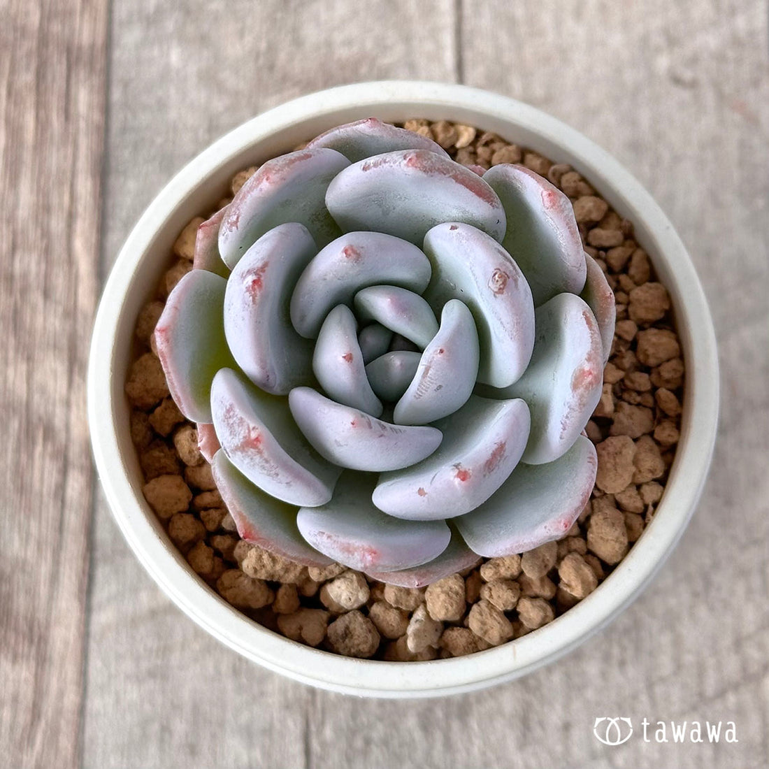 New Arrival* Cubic Frost