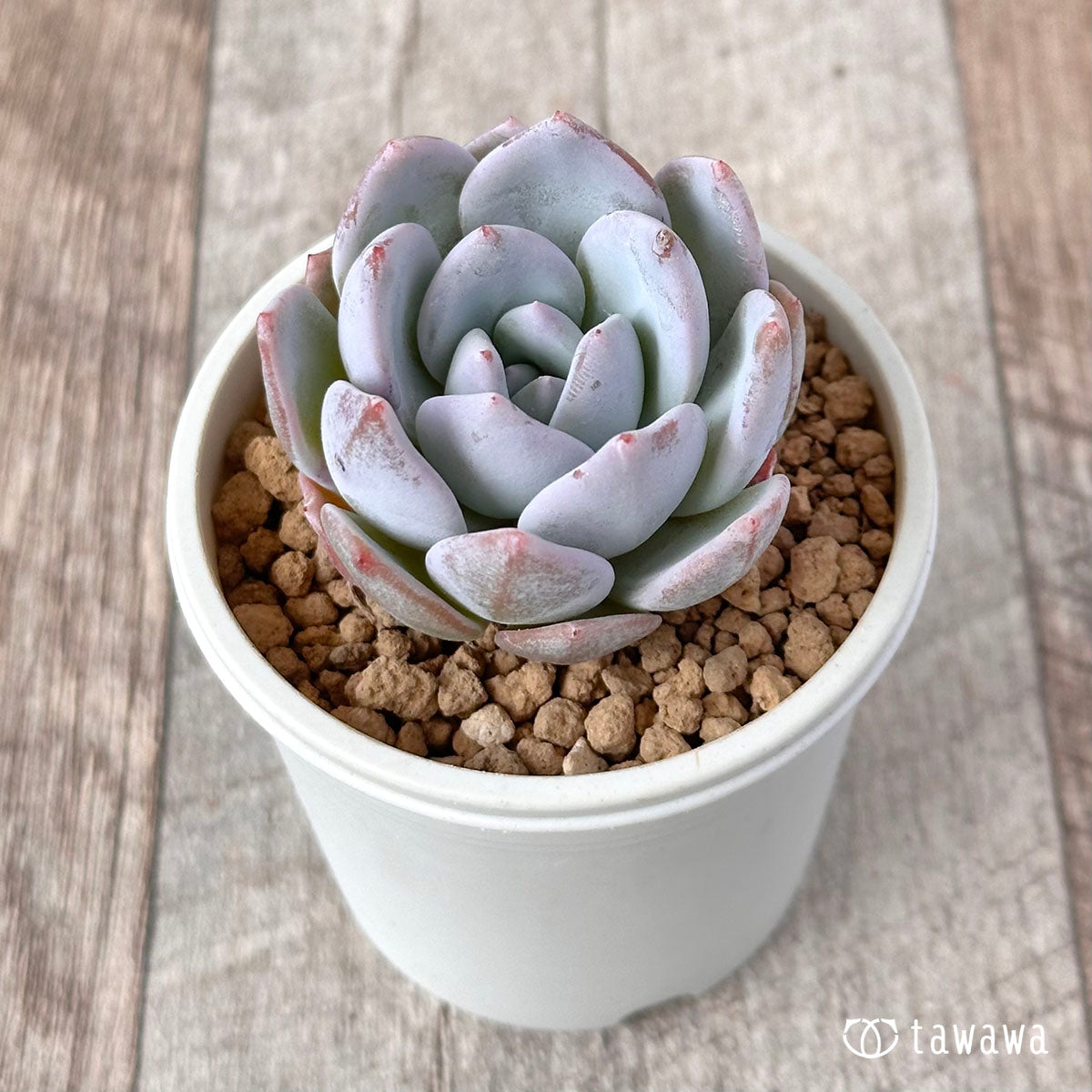New Arrival* Cubic Frost
