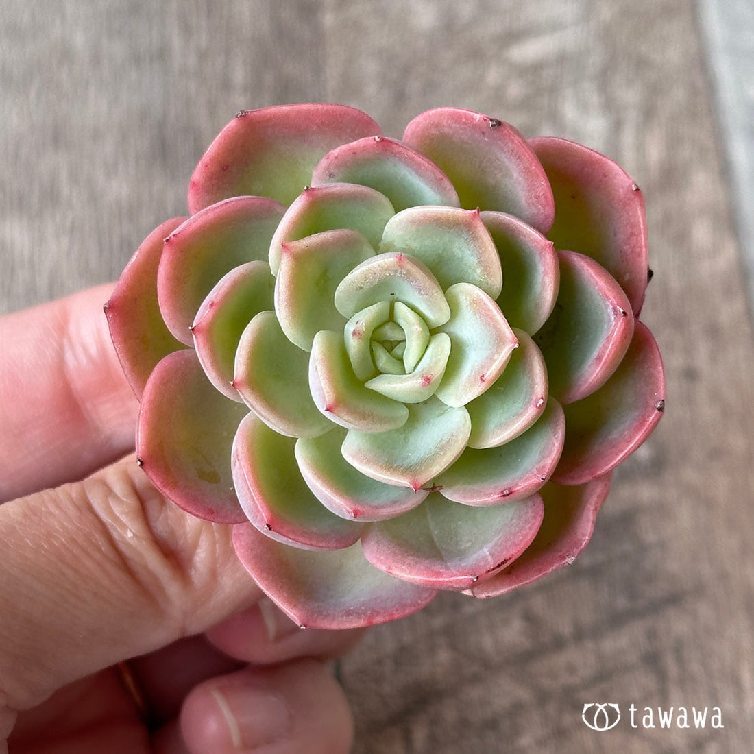 New Arrival* Cubic Frost