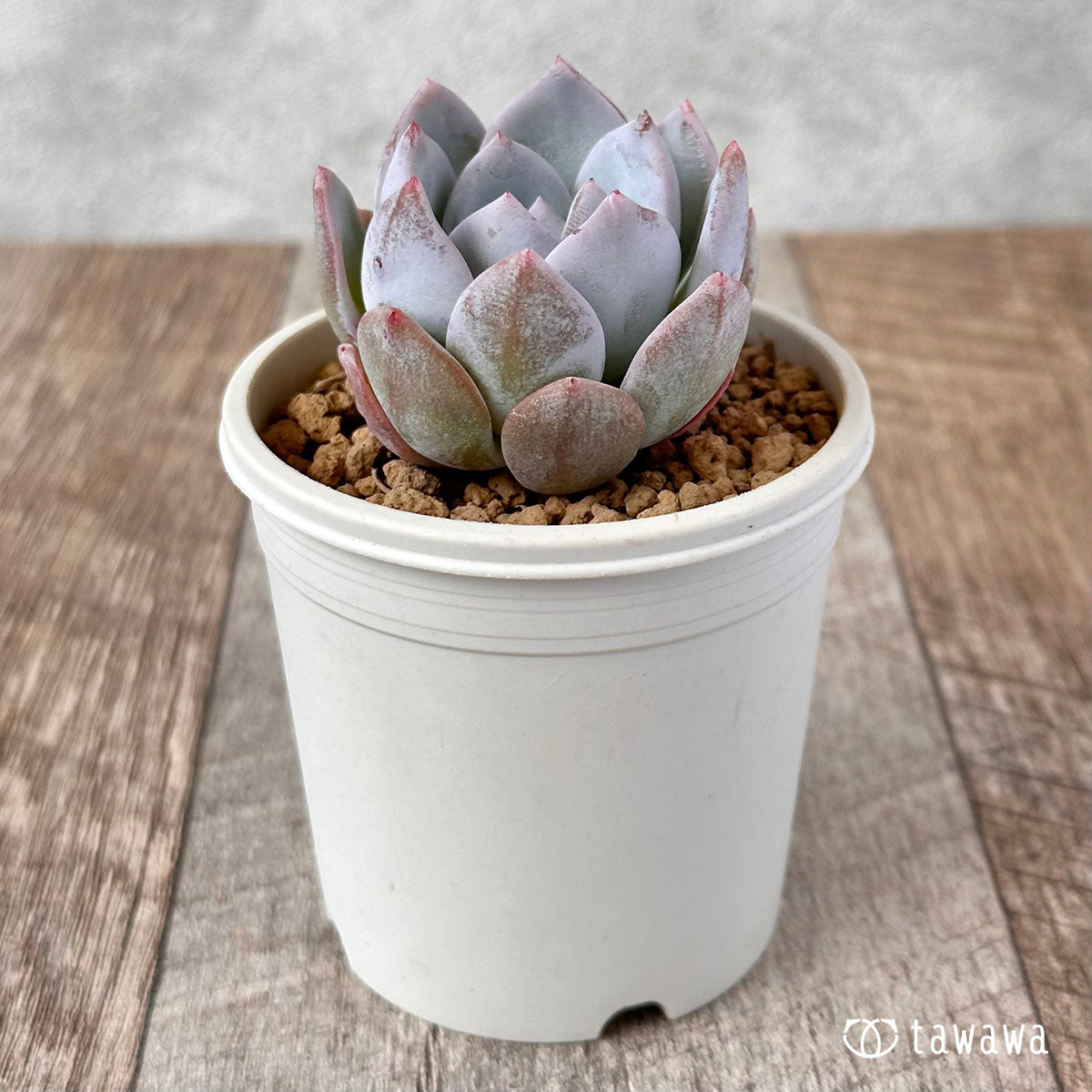 New Arrival* Cubic Frost