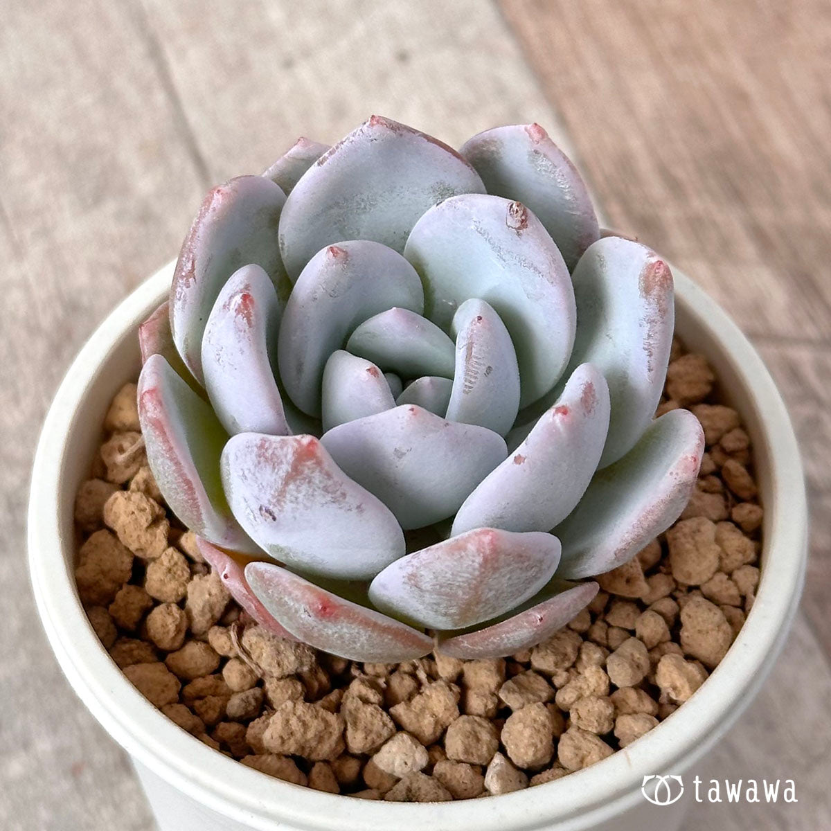 New Arrival* Cubic Frost