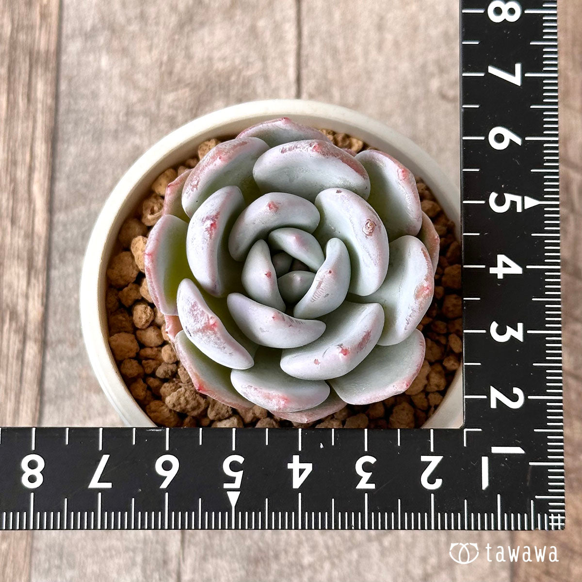 New Arrival* Cubic Frost