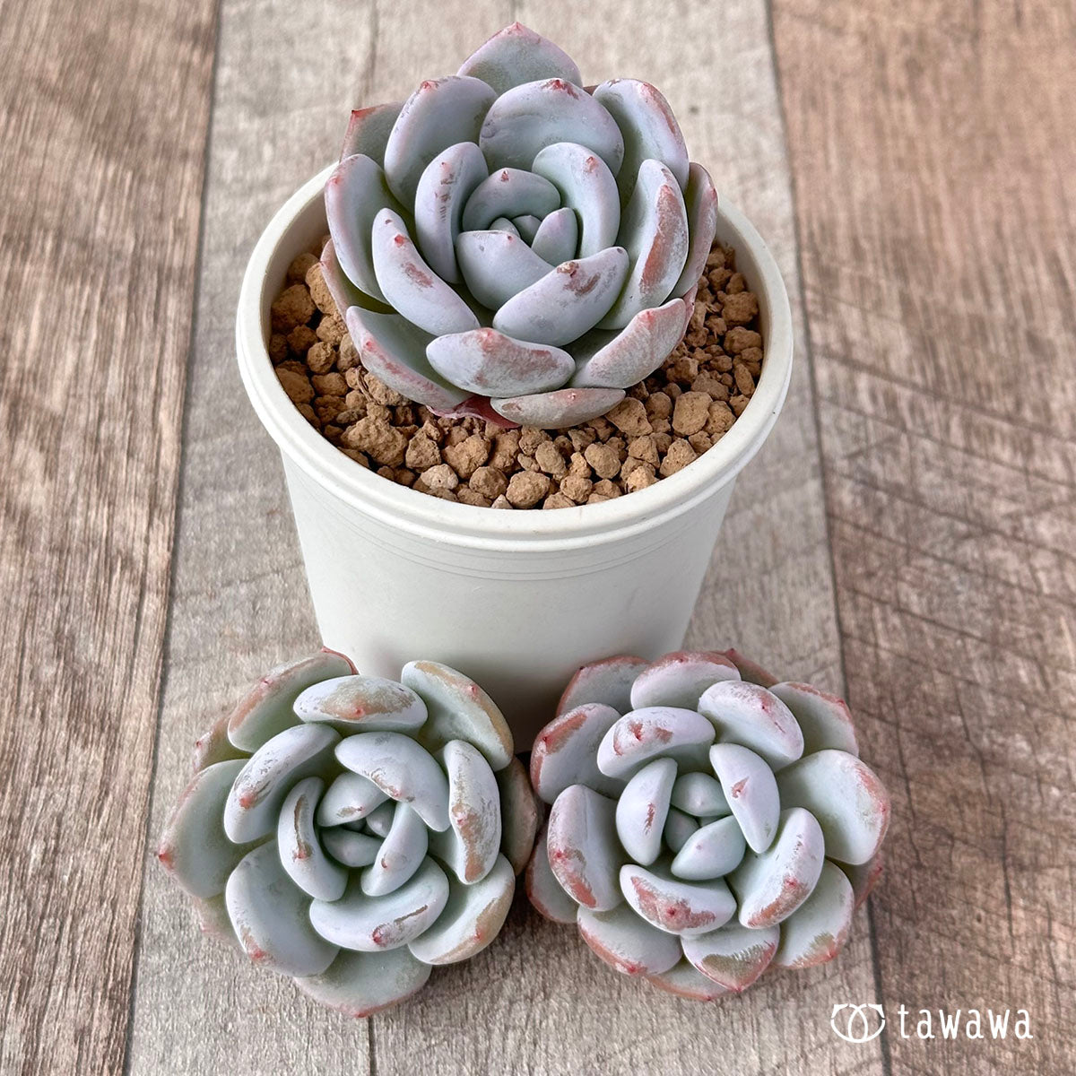 New Arrival* Cubic Frost
