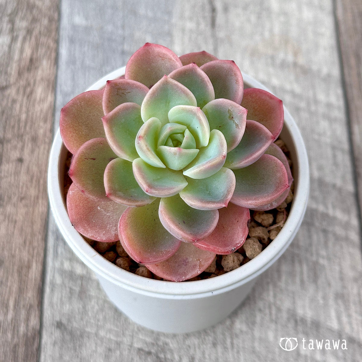 New Arrival* Cubic Frost
