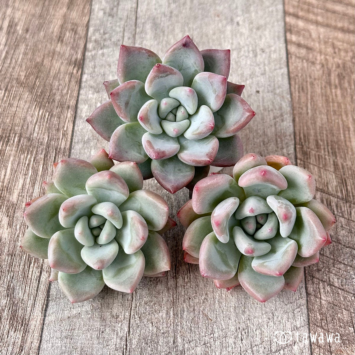New Arrival* Cubic Frost