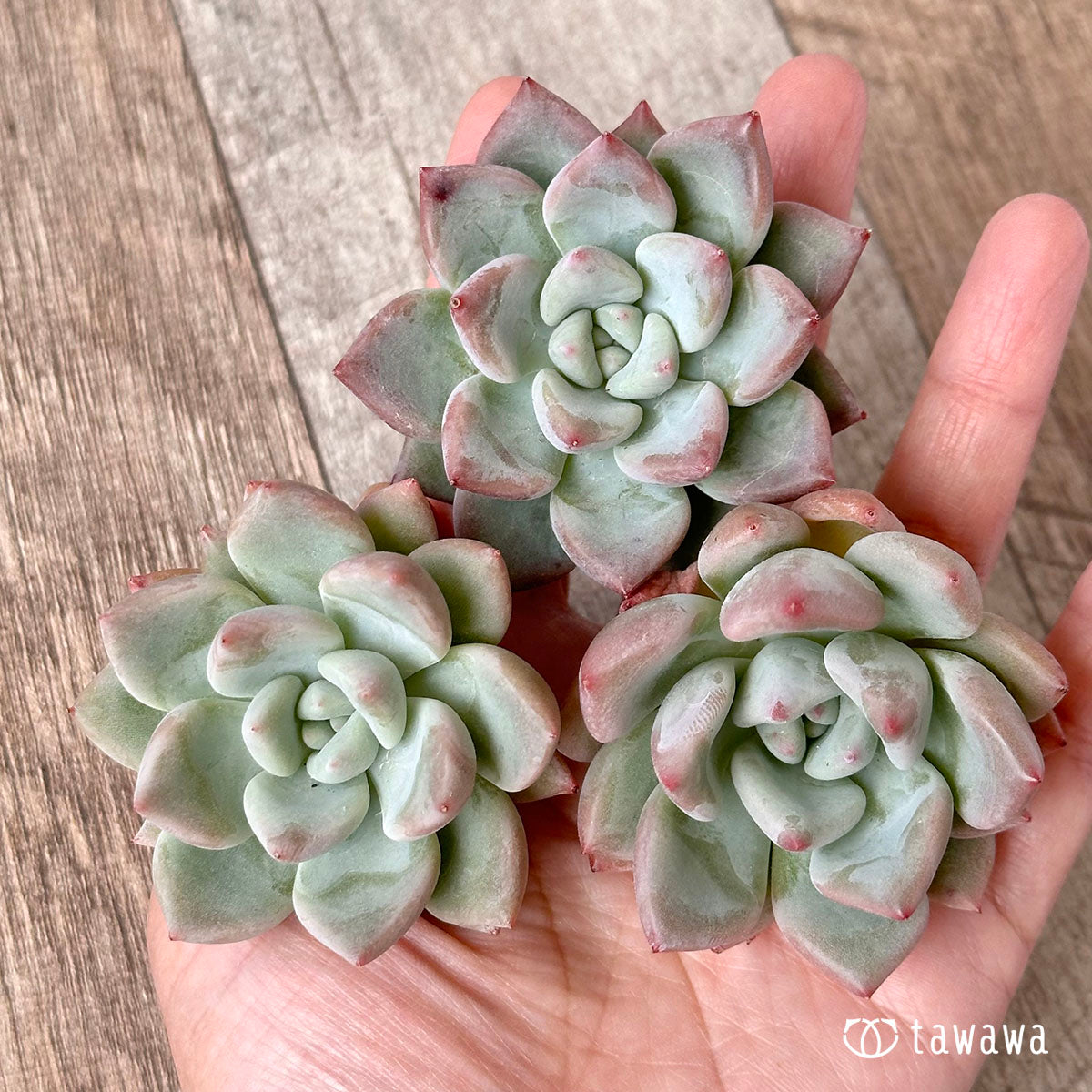 New Arrival* Cubic Frost