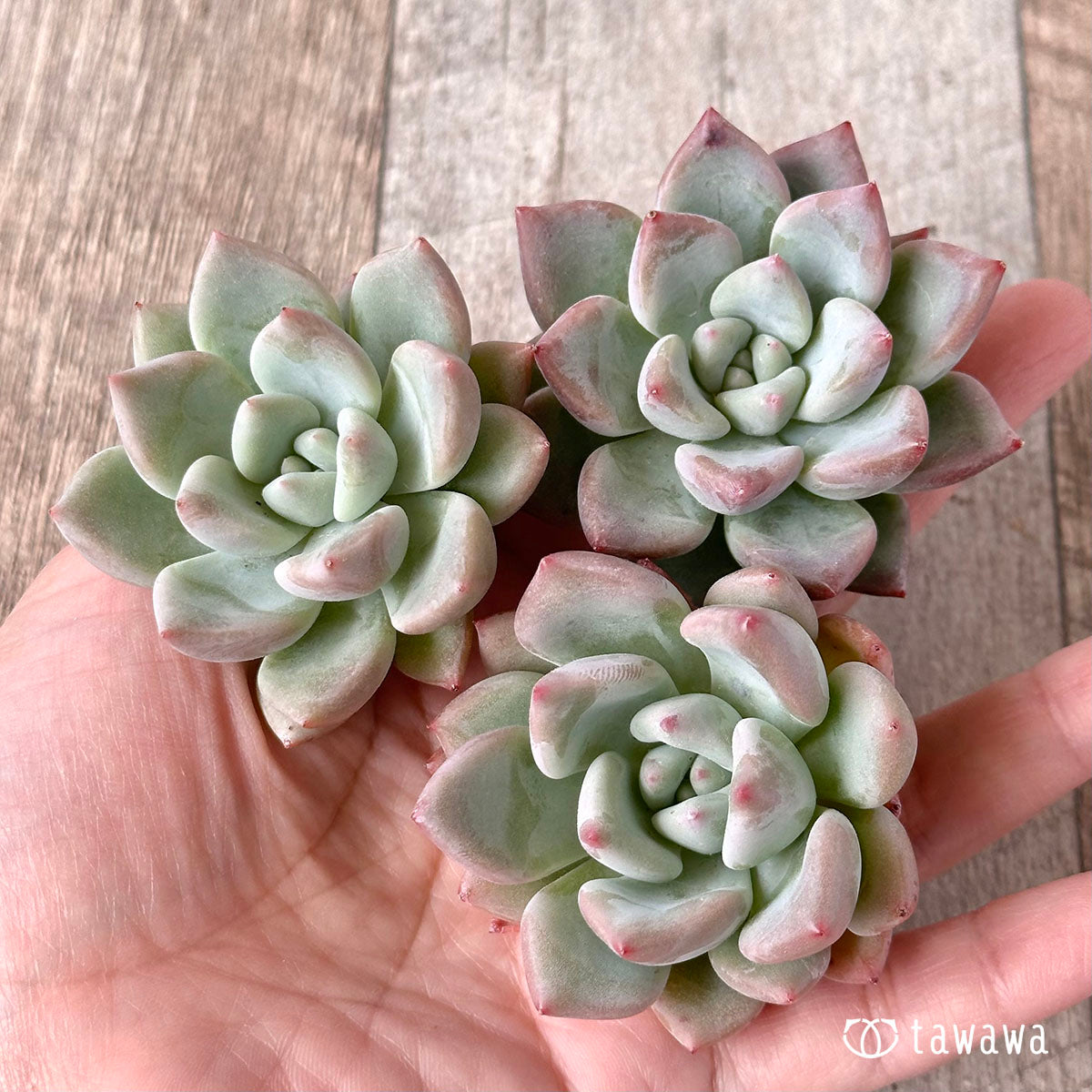 New Arrival* Cubic Frost