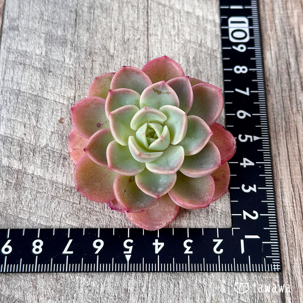 New Arrival* Cubic Frost