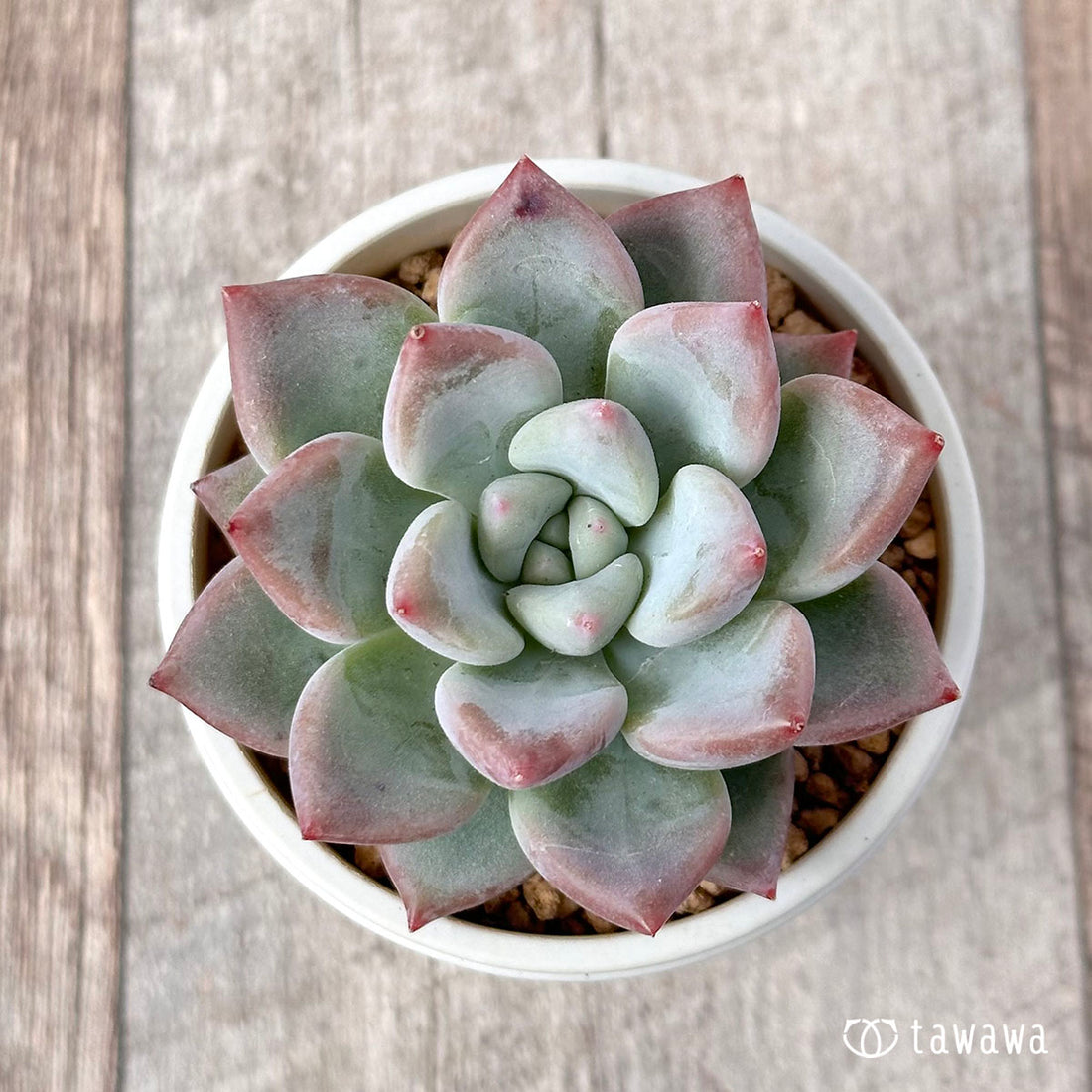 マチルダ(エアーマジック農園苗)