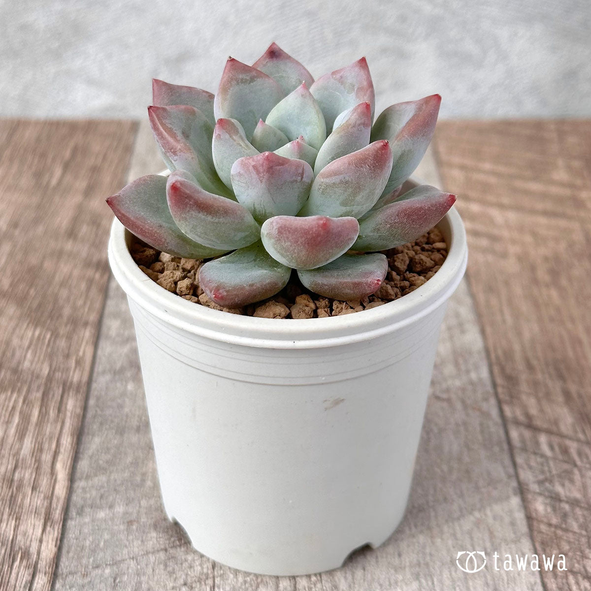 New Arrival* Cubic Frost