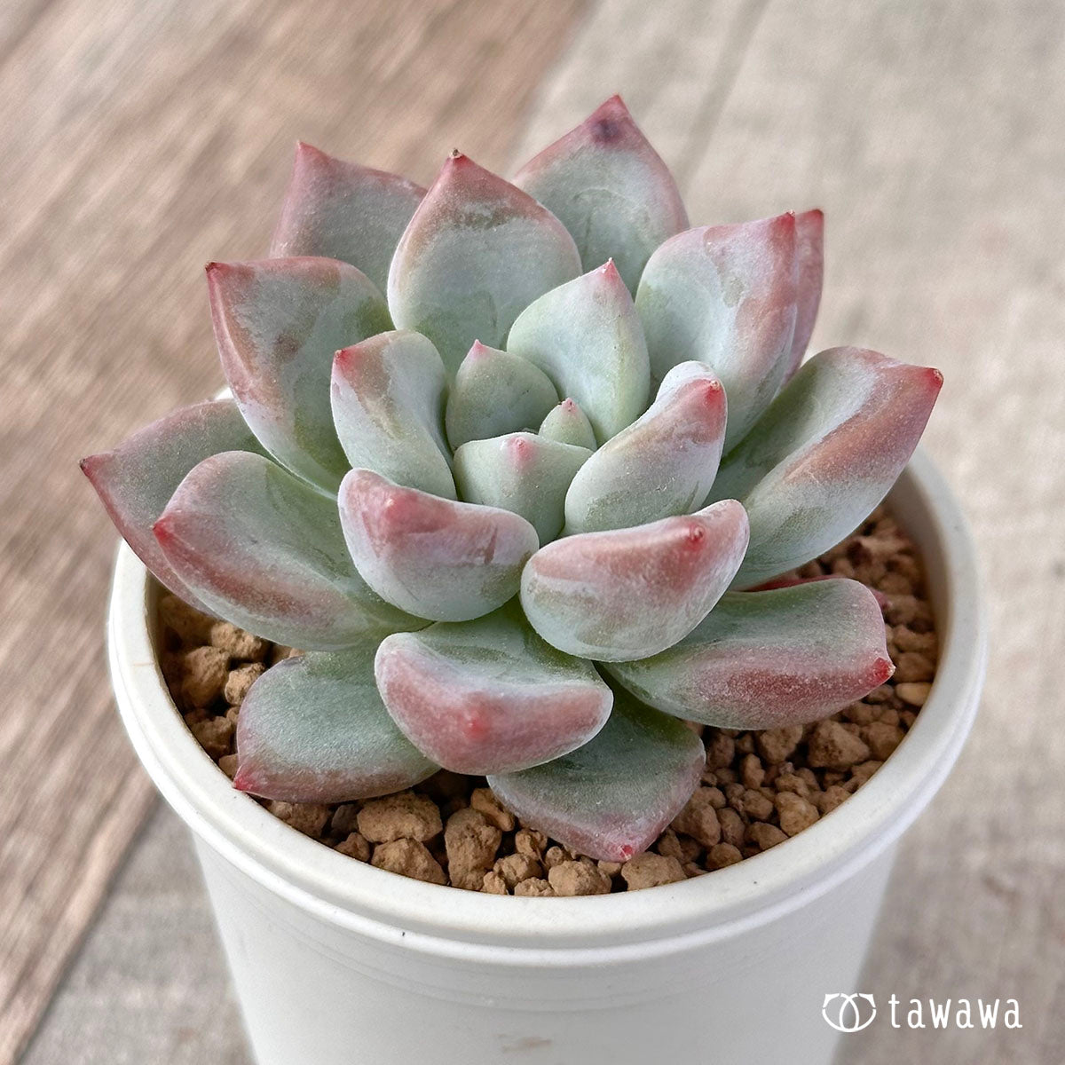 New Arrival* Cubic Frost