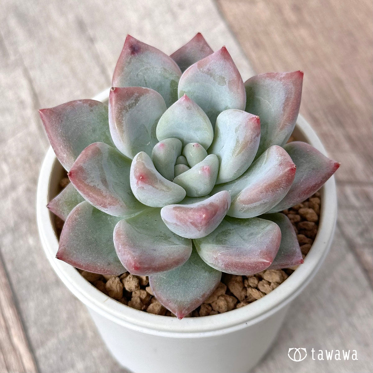 New Arrival* Cubic Frost