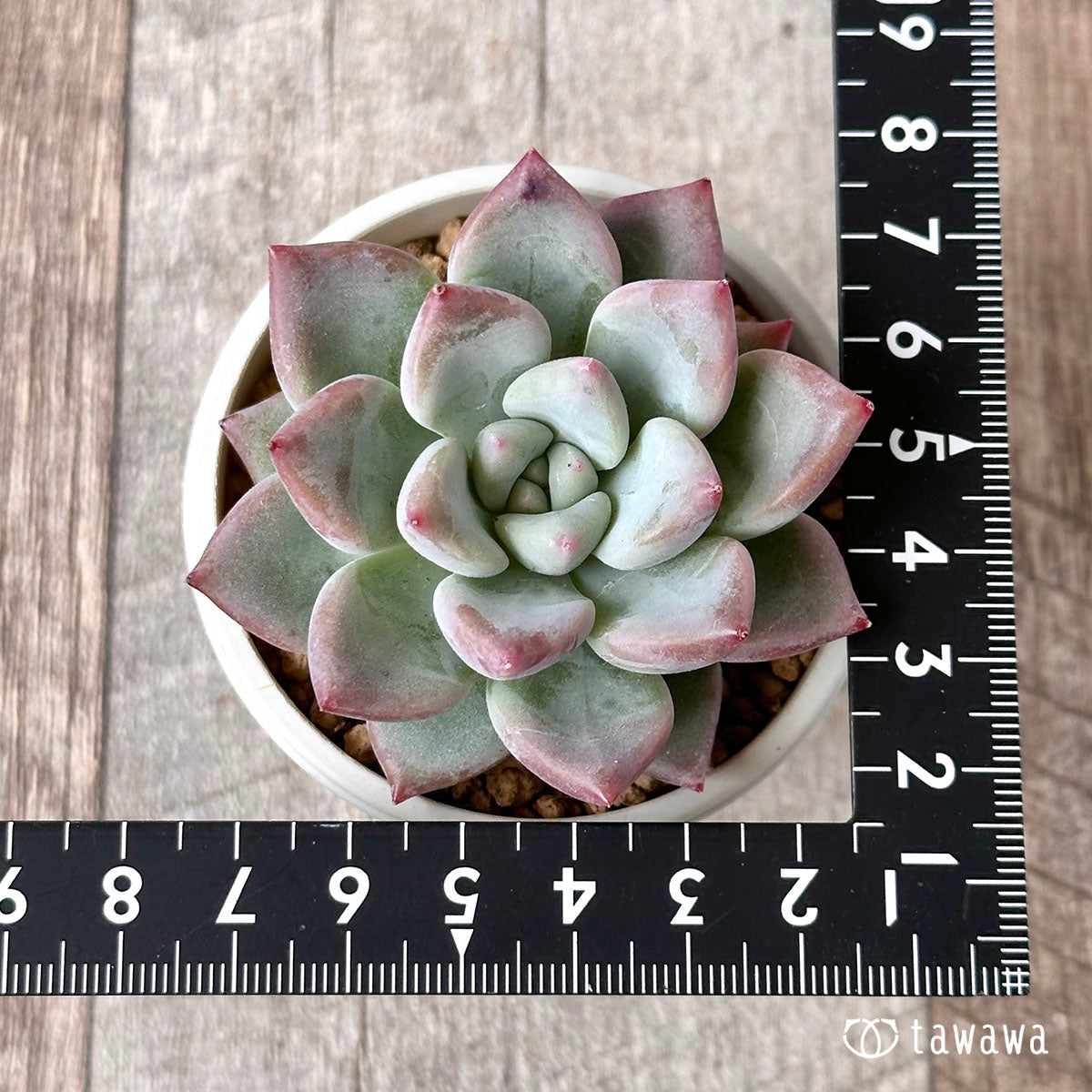 New Arrival* Cubic Frost
