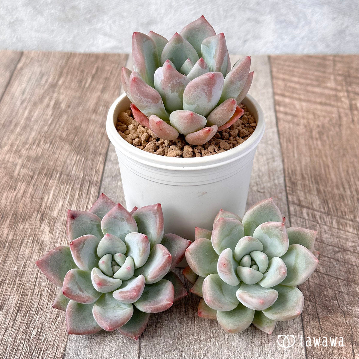 New Arrival* Cubic Frost