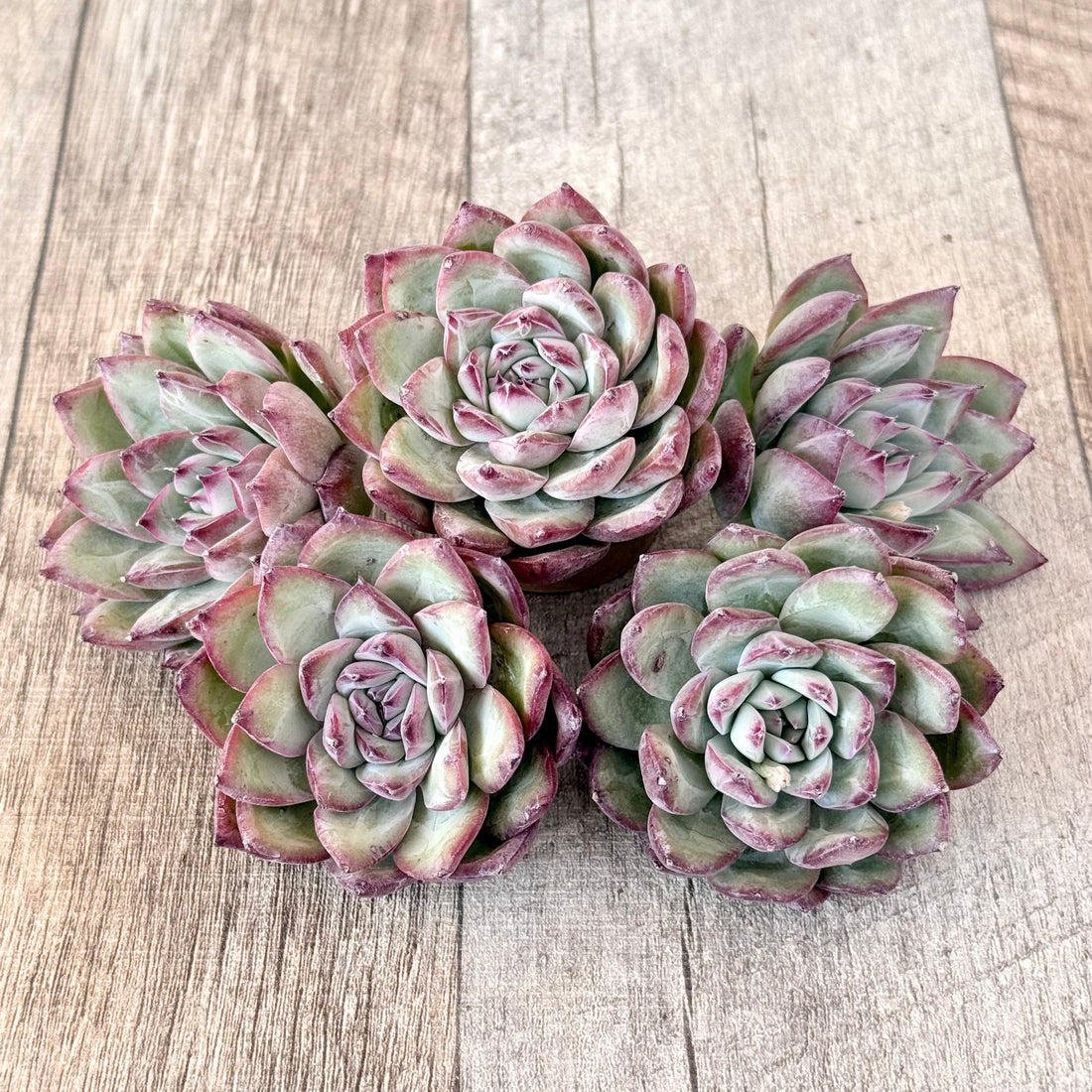 サバタ(エアーマジック苗)