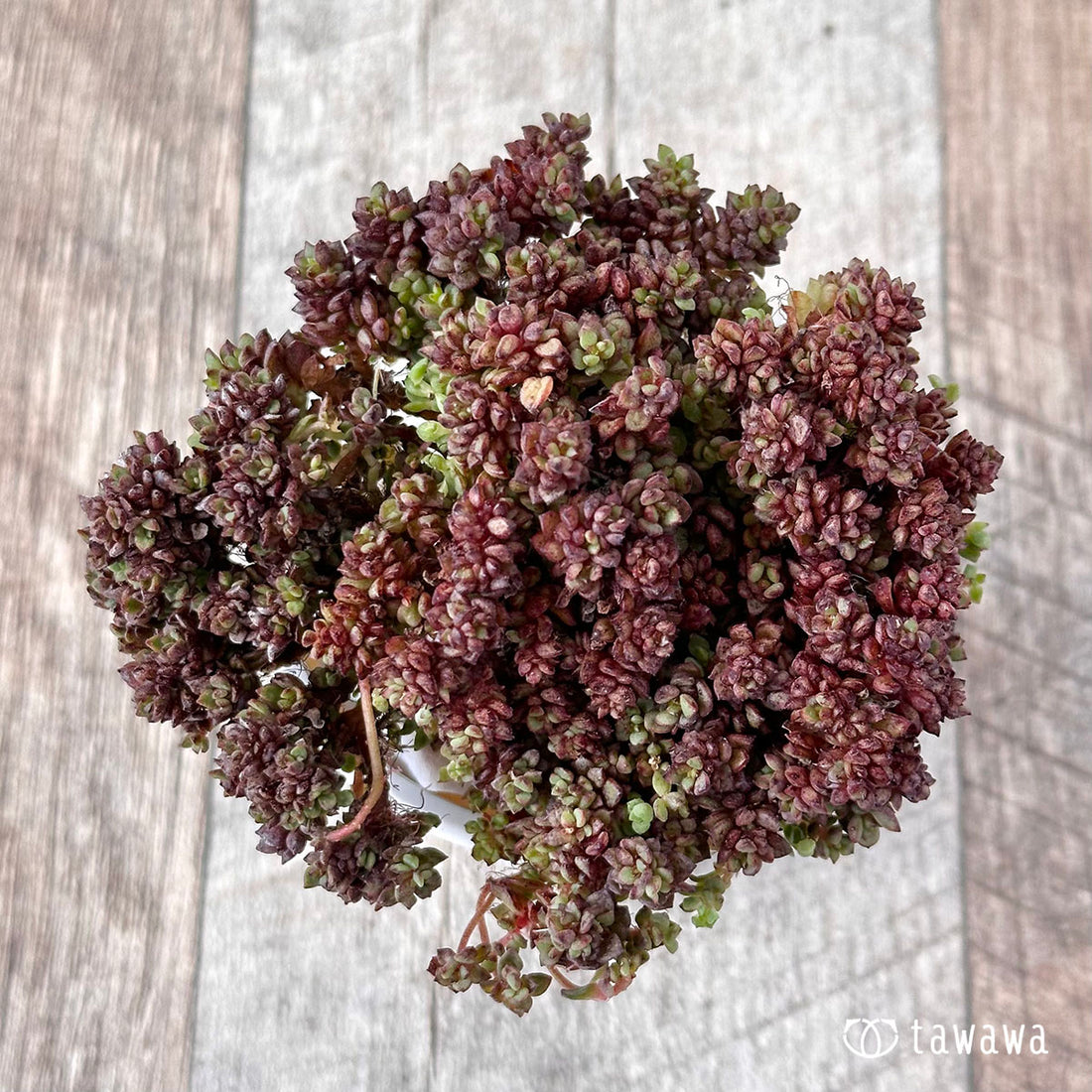 New Arrivals: Ice Green