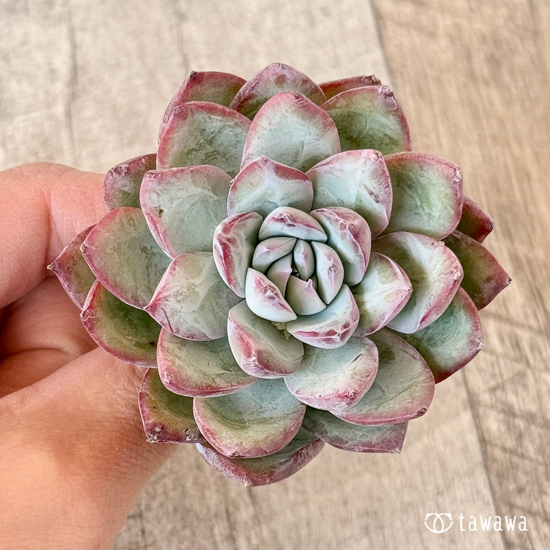 サバタ(エアーマジック苗)