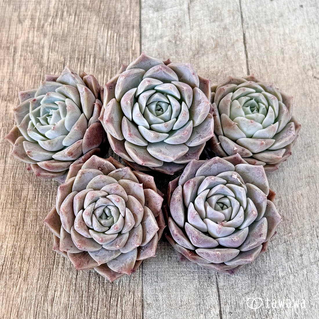 コリナ(エアーマジック苗)