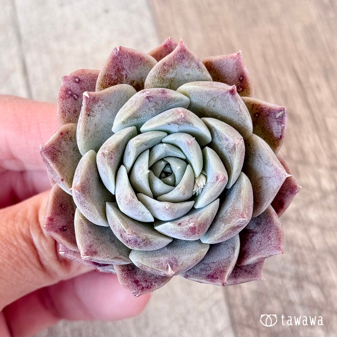 コリナ(エアーマジック苗)