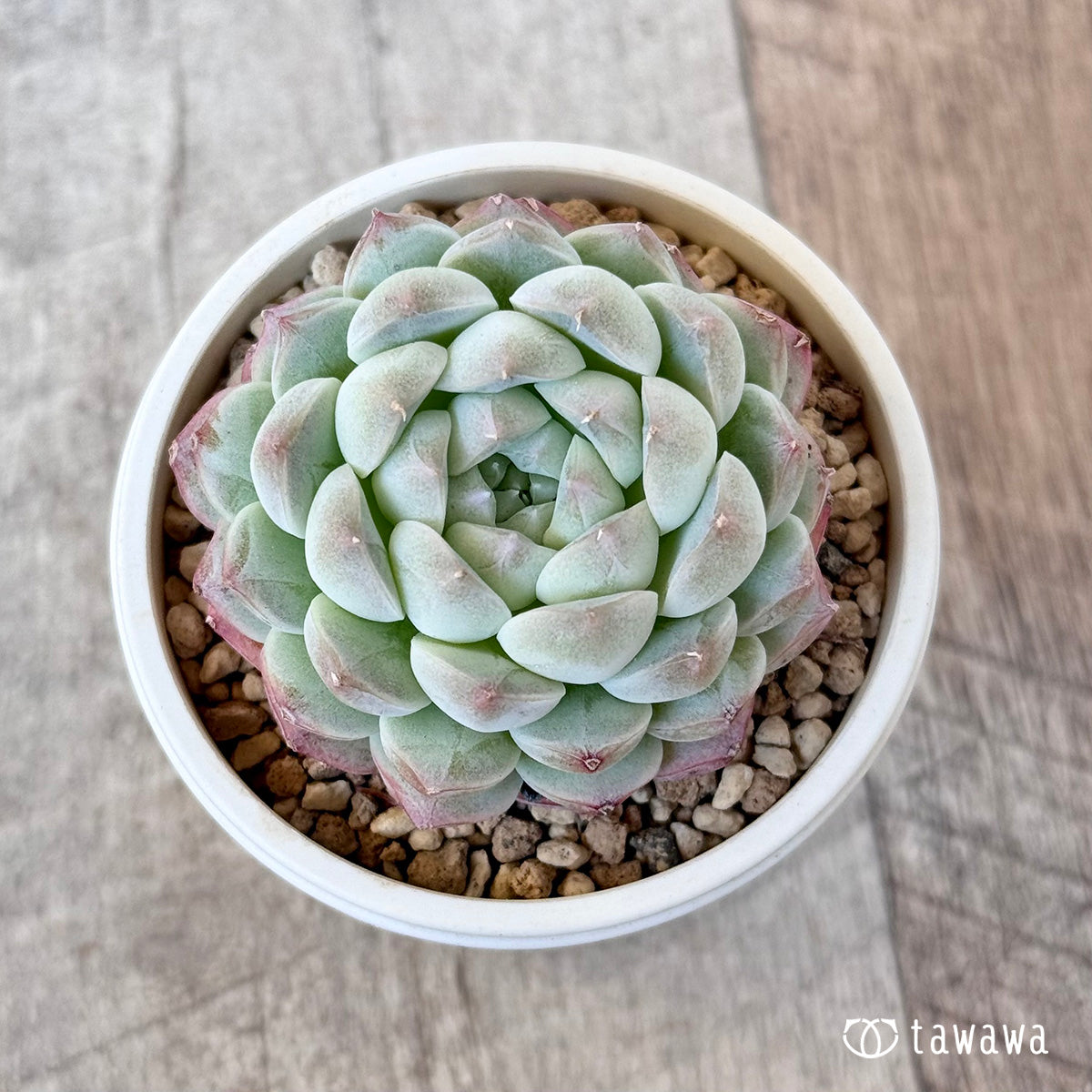 아루바①