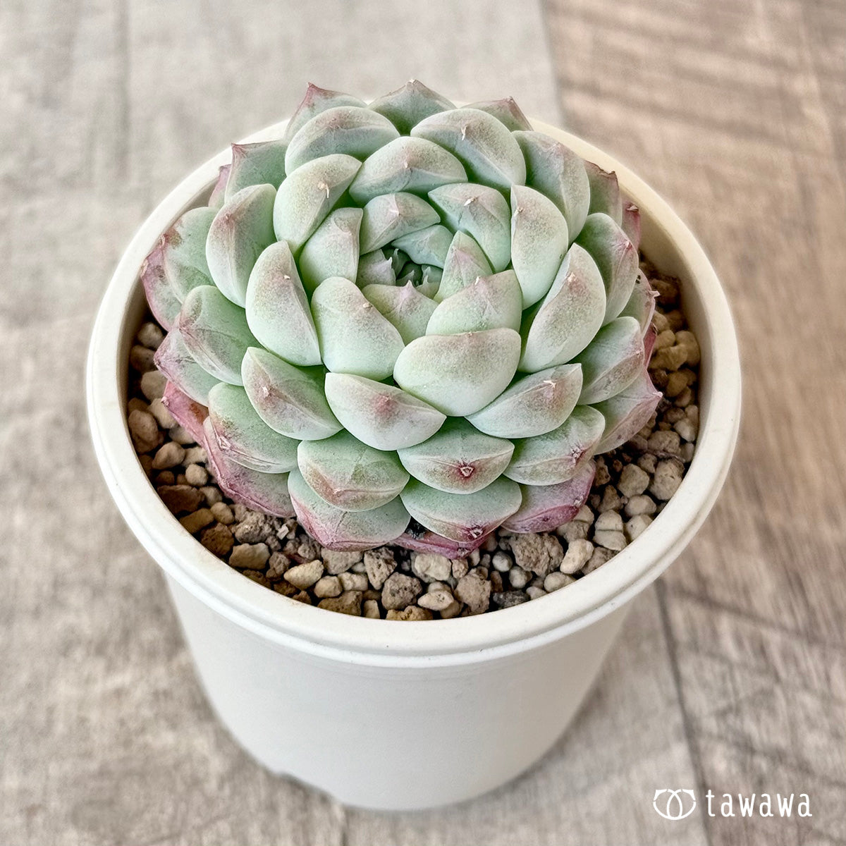 아루바①