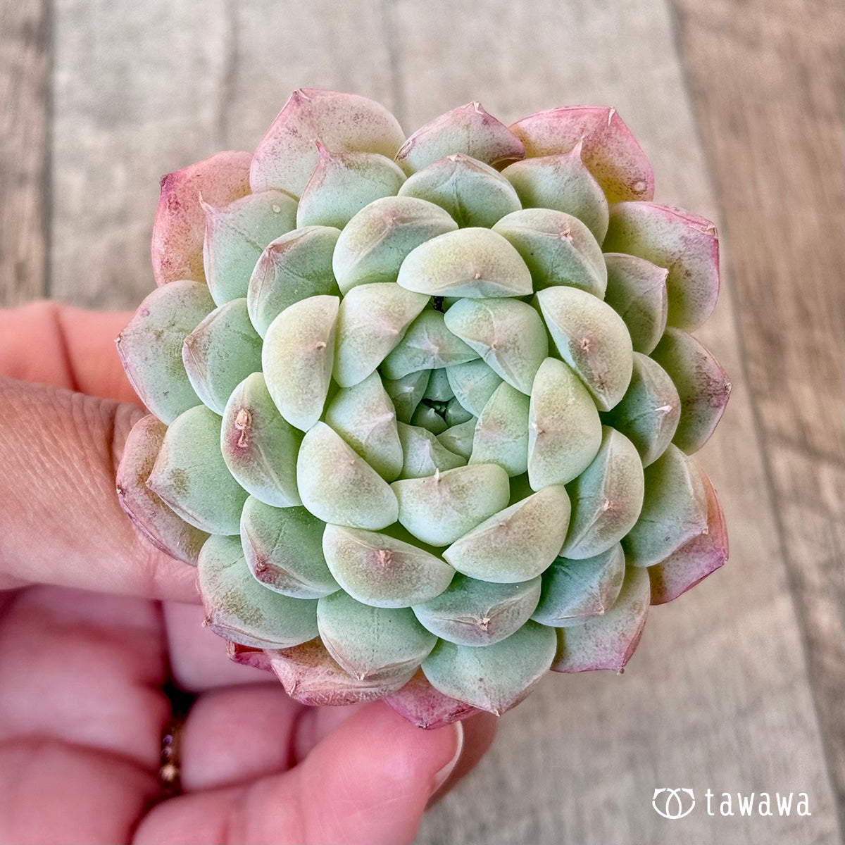 아루바①