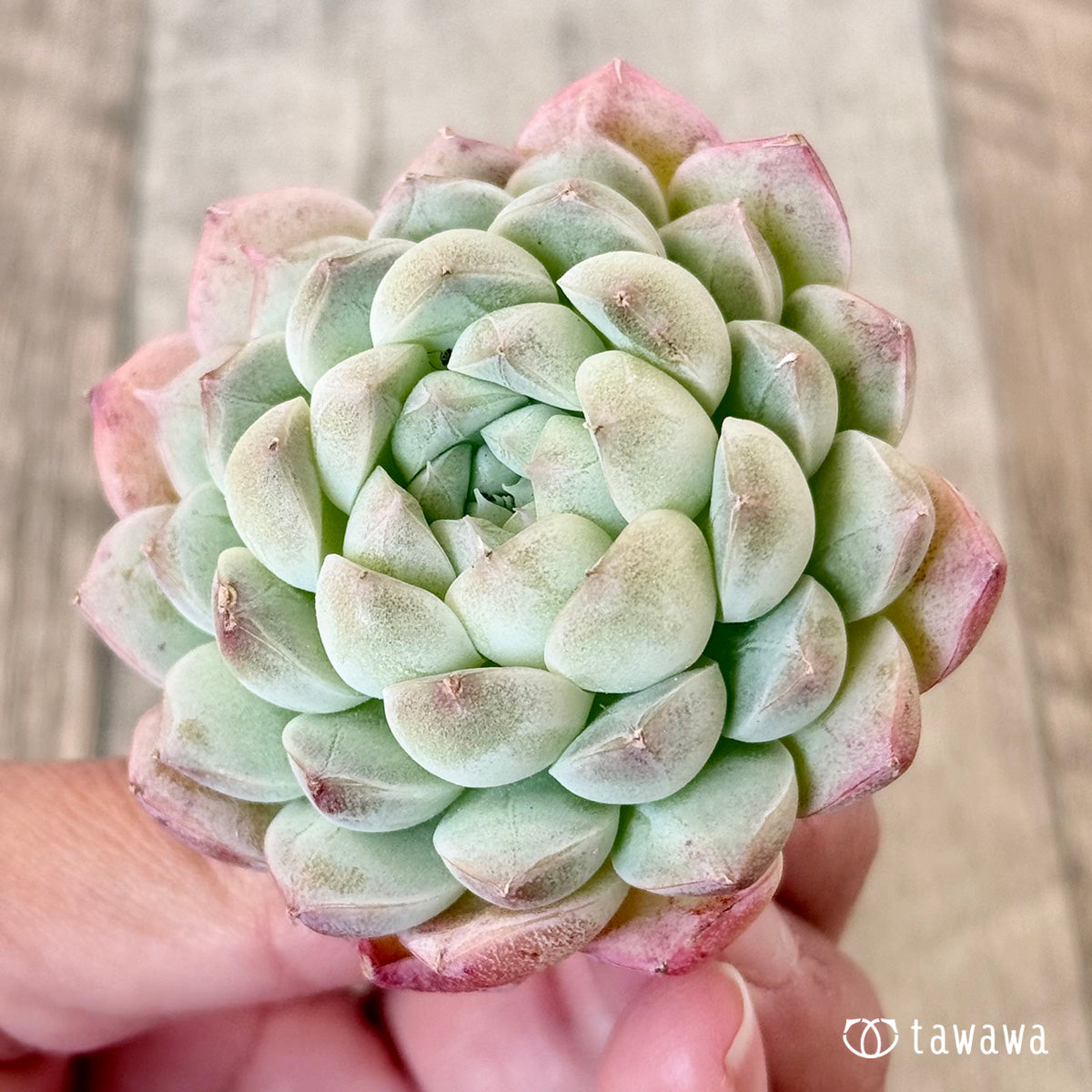아루바①