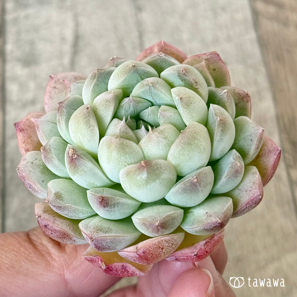 아루바①
