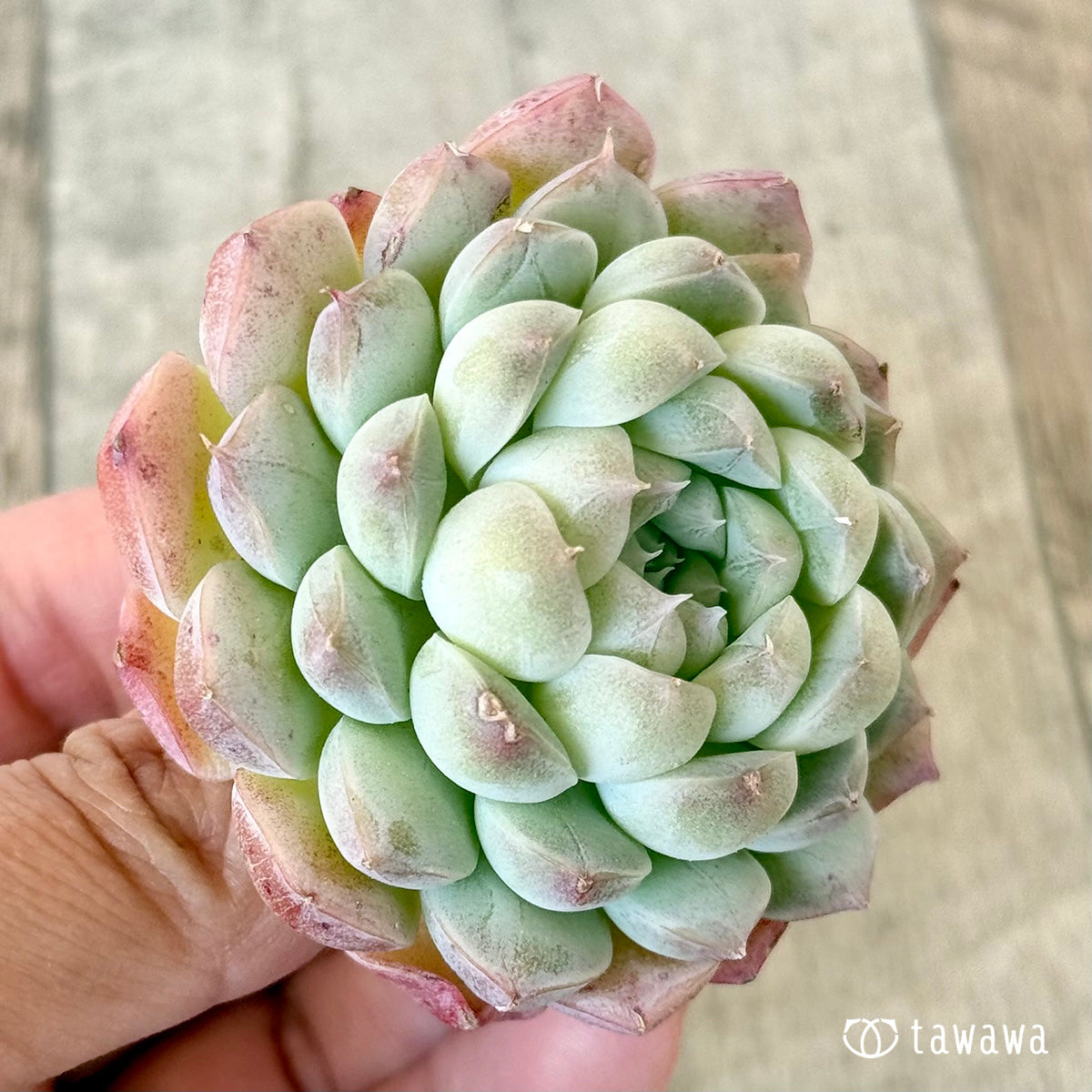 아루바①