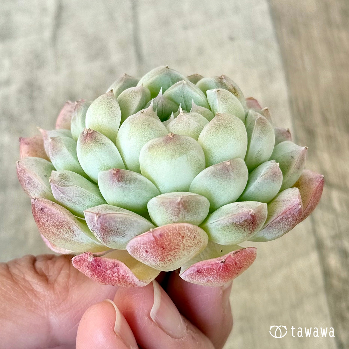아루바①