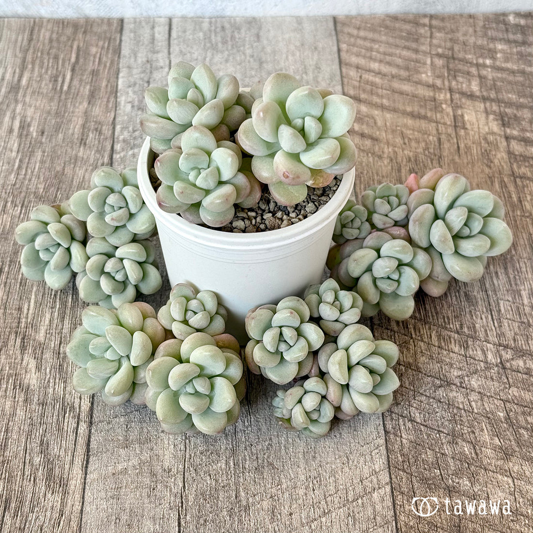 プリティウーマン