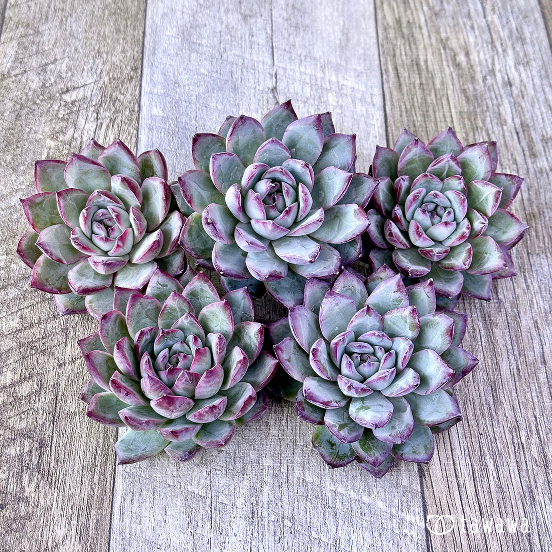 サラタ(エアーマジック苗)