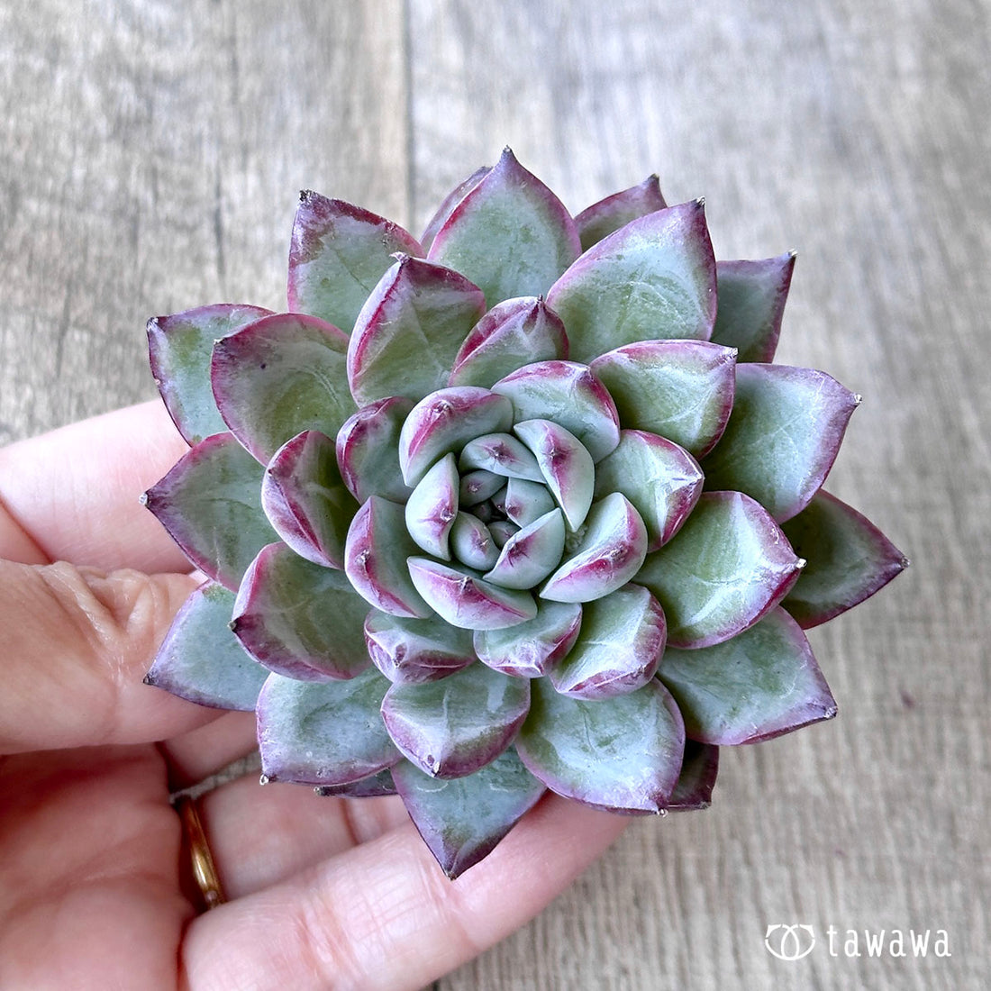 サラタ(エアーマジック苗)