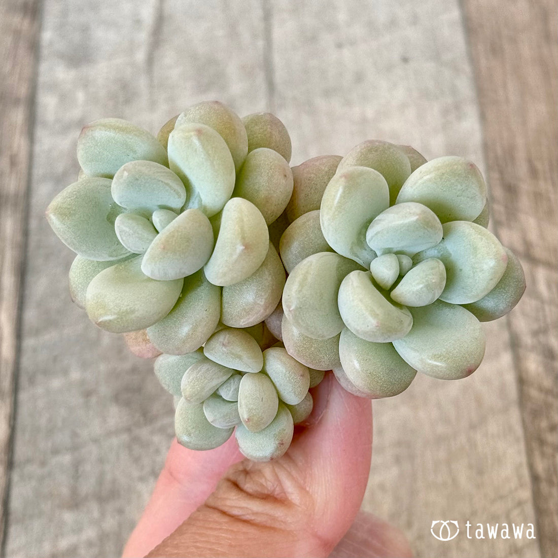 プリティウーマン