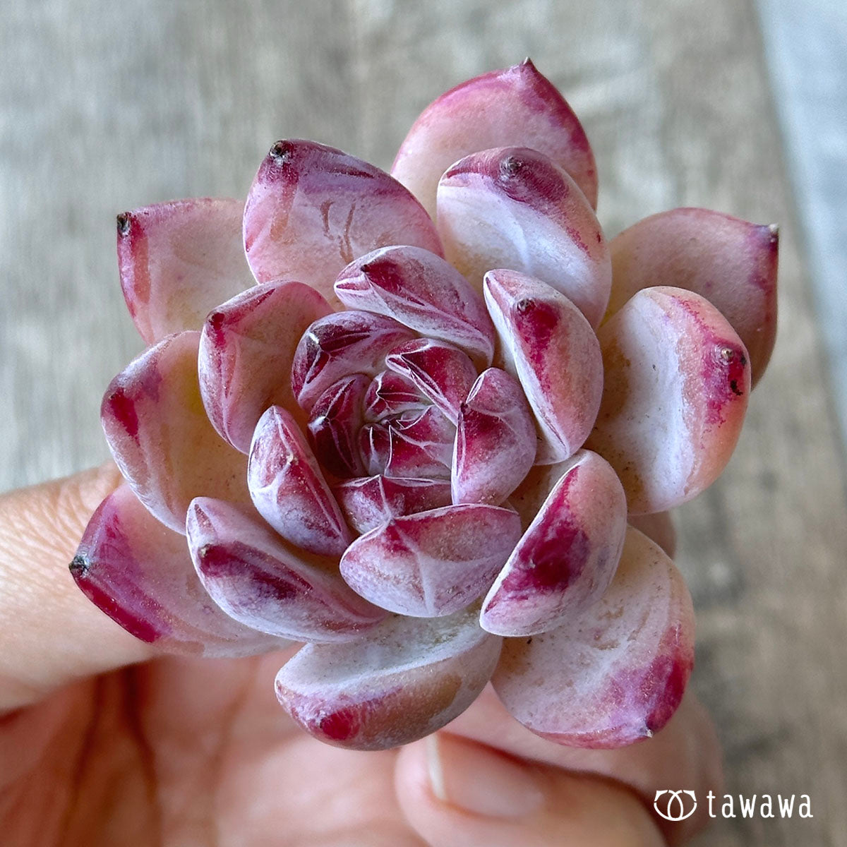 콜로라빈